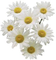 fleurs-bouquets-00027