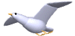 white_seagull.gif